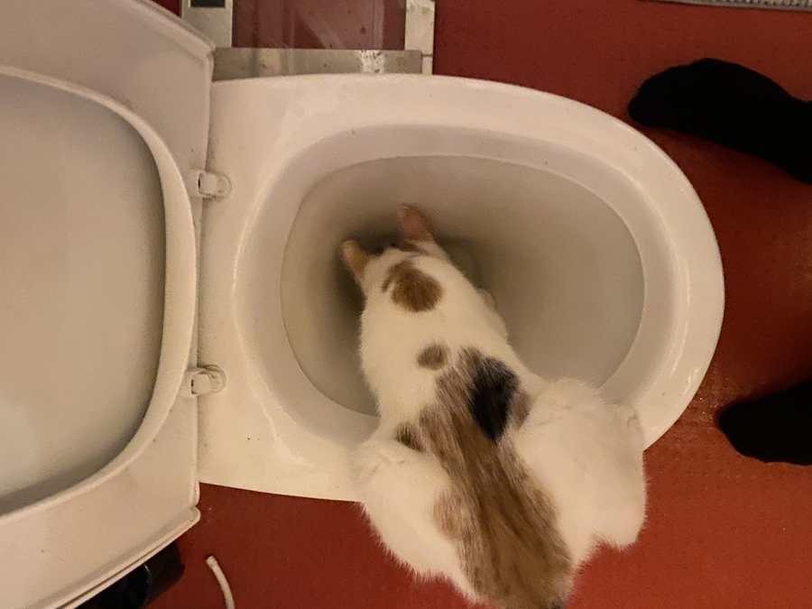 Arlacat