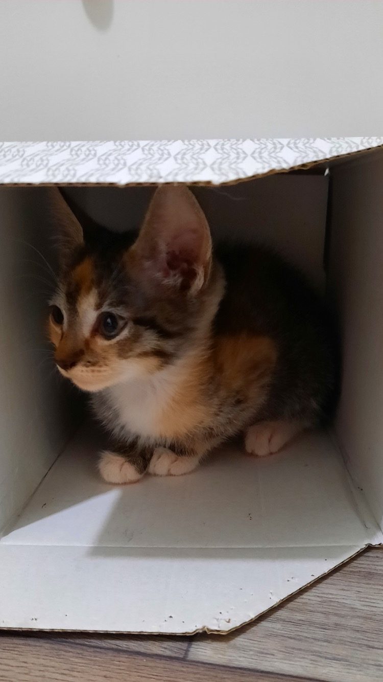 🐱 Kittens — IMG_4025.JPG
