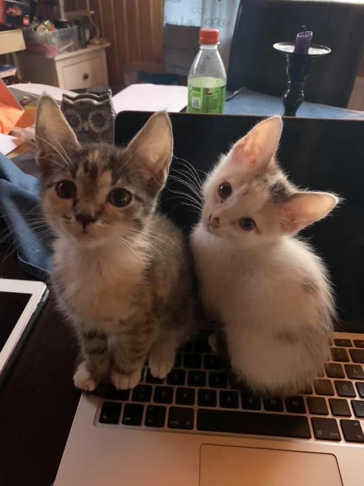 🐱 Kittens — IMG_5744.JPG